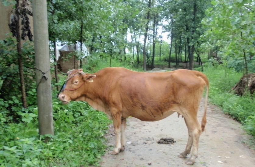 温岭最新求一个套医保卡的黄牛是真的吗方法分析(最方便真实的温岭求一个套医保卡的黄牛是真的吗还是假的方法)